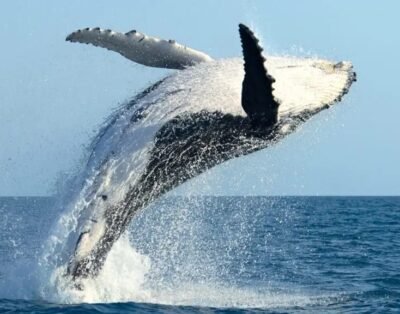 Tour de Avistamiento de Ballenas 2025 en Bahía Málaga