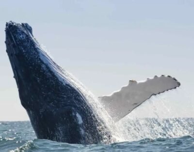¡Avistamiento de Ballenas, Playas y Cascadas en un Solo Paquete!