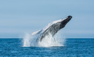 Guía Completa para el Avistamiento de Ballenas en Bahía Málaga: Lo que Necesitas Saber