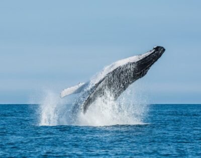 Guía Completa para el Avistamiento de Ballenas en Bahía Málaga: Lo que Necesitas Saber