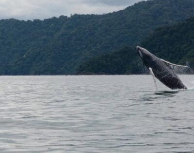 Tour 2025 Bahía Málaga: ¡Avistamiento de Ballenas, Playas y Cascadas en un Solo Paquete!